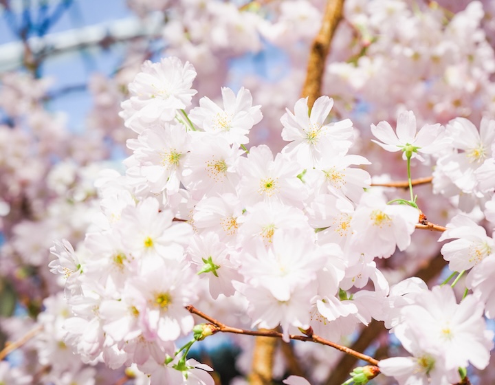 things to do this weekend in singapore - sakura floral display - gardens by the bay
