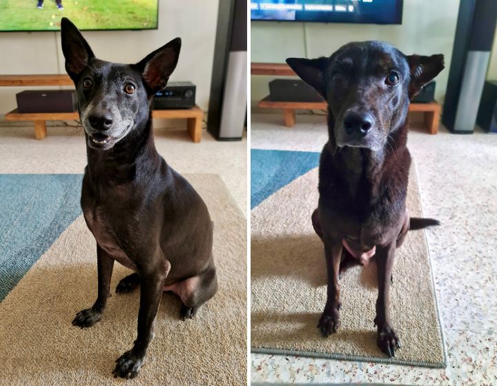 nivi - child adoption story