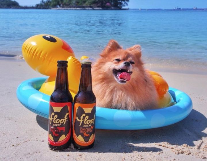 weekend markets in singapore - not another pet fair