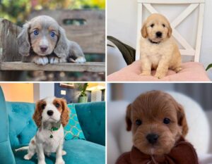 woof loof puppies singapore