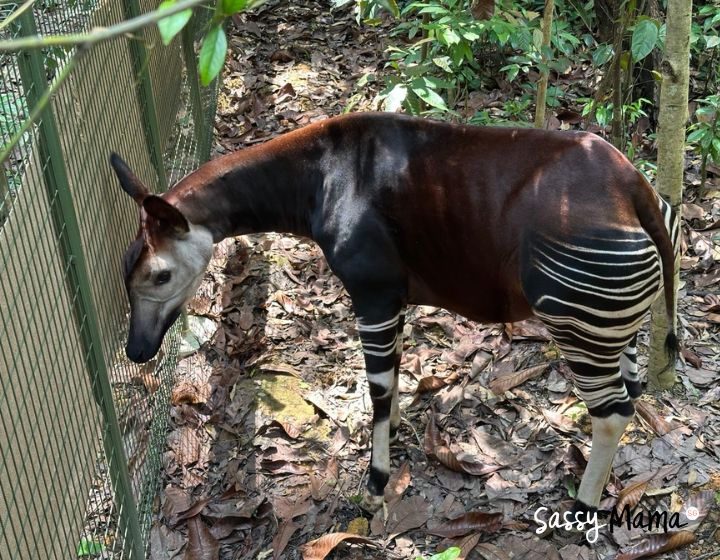 rainforest wild adventure singapore review guide - okapi