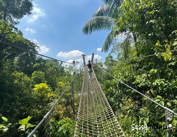rainforest wild adventure singapore review guide - treetop traverse