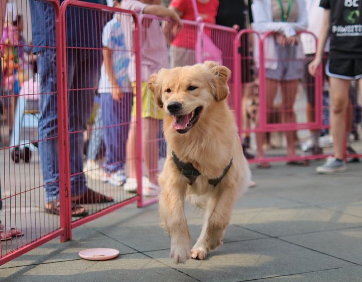 things to do in singapore this weekend - furkids fiesta clarke quay