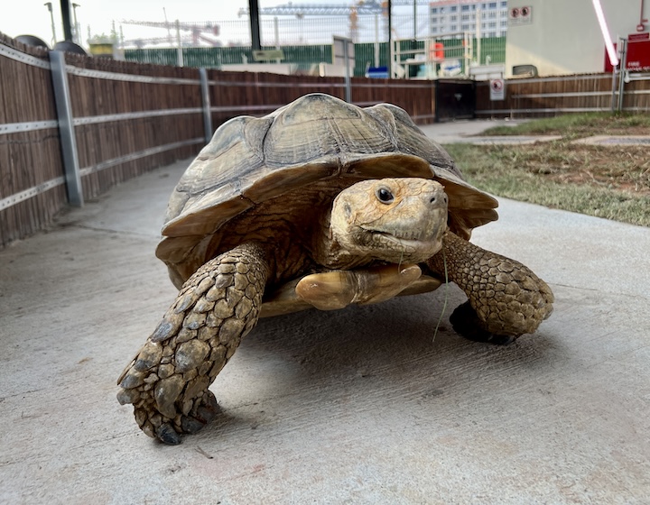 animal farms singapore - live turtle museum