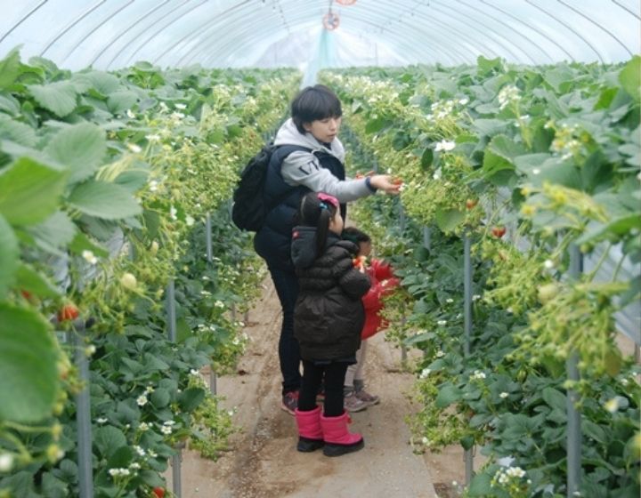 things to do in seoul - strawberry farm