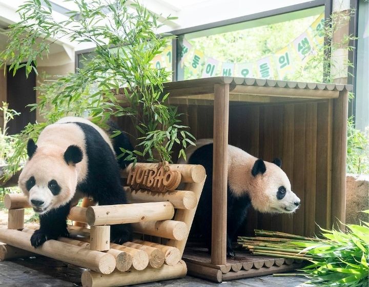 things to do in seoul - everland