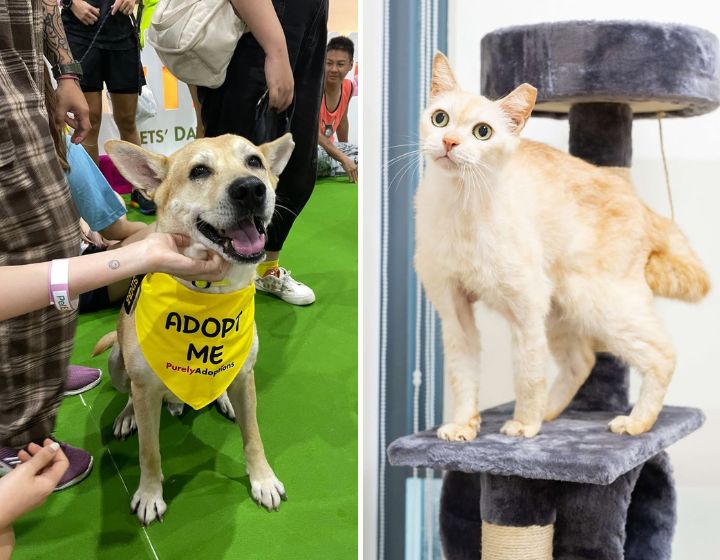things to do in singapore this weekend - paws in the city guoco tower