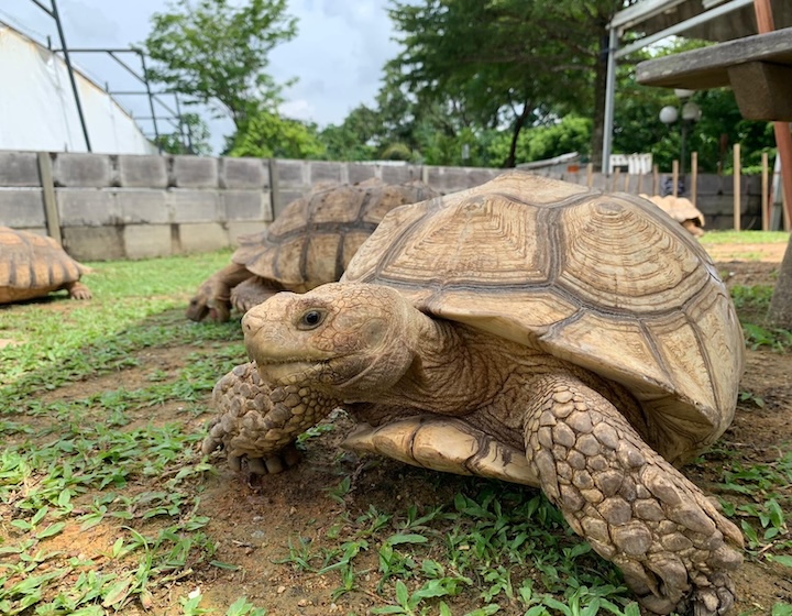 what's new in september - live turtle museum