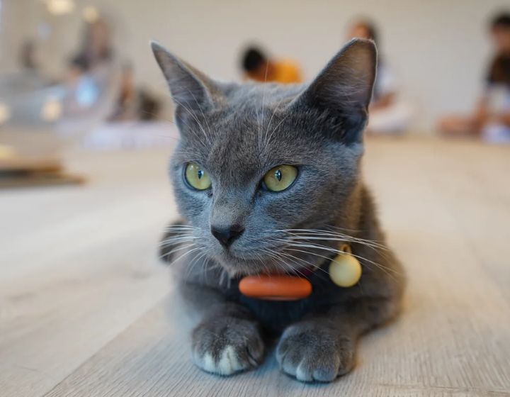 things to do in singapore this weekend - commewnity cat garden at city sprouts bedok