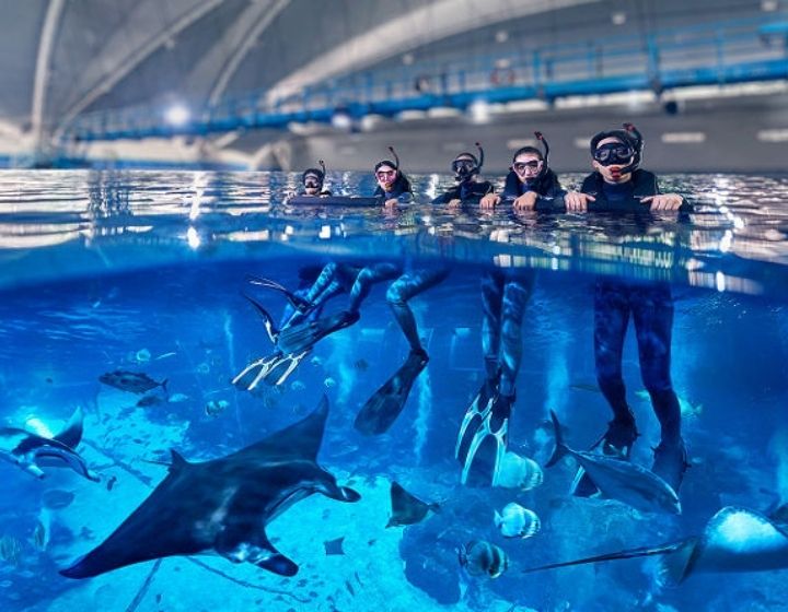 singapore oceanarium snorkelling and diving programmes