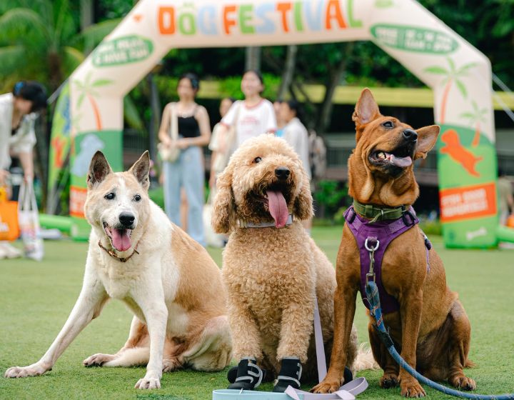 things to do in singapore this weekend - singapore dog festival sentosa