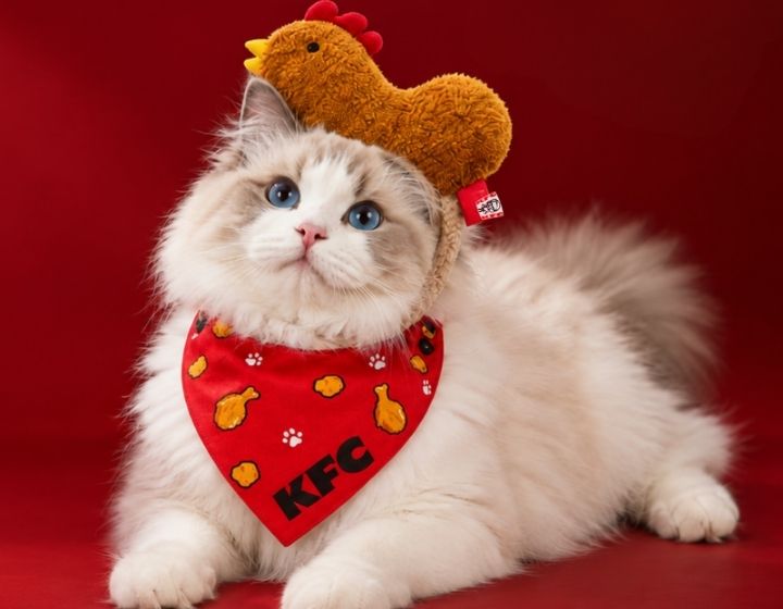 things to do in singapore this weekend - kfc pets club meet